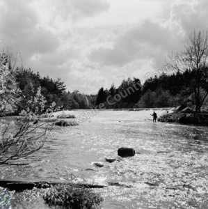 Fishing, River Nidd, Scotton Weir